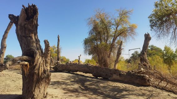Waitouzhou City Gate