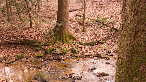 Ferncliff Wildlife & Wildflower Preserve