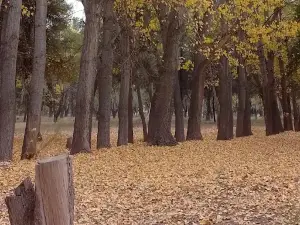 YPF Park