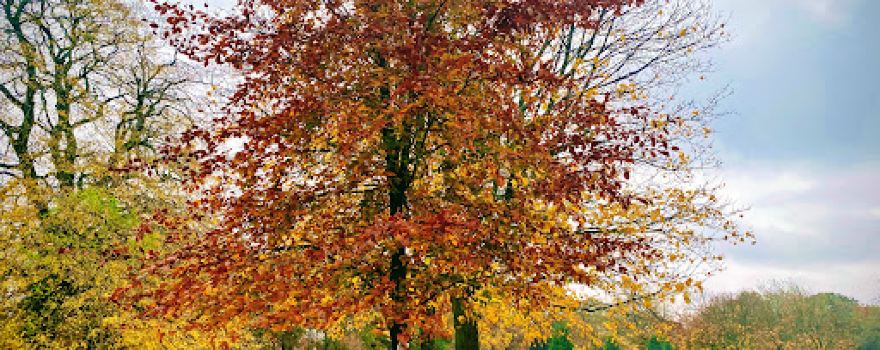 Heath Park