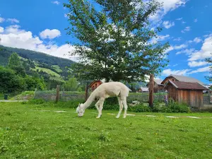 myStyrian Alpaka Streichelzoo