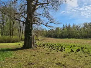 Kornik Arboretum