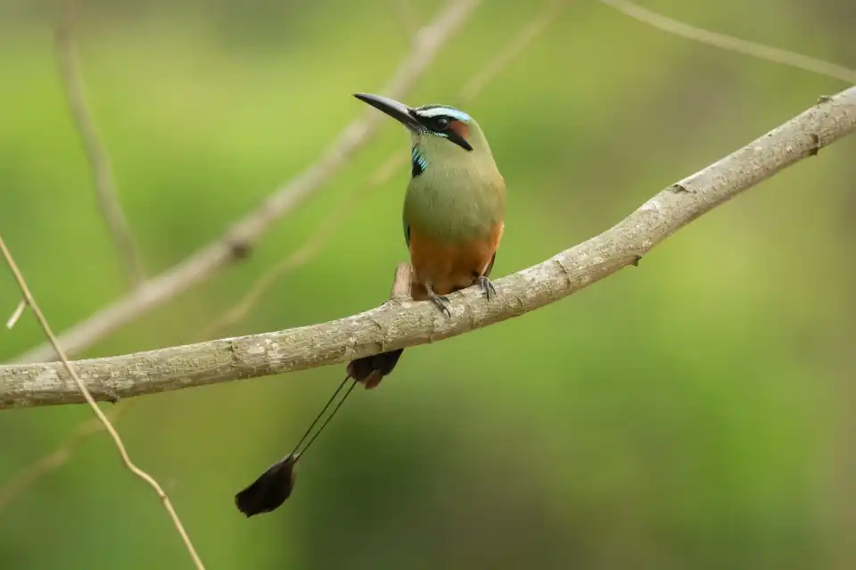 3_Carara National Park