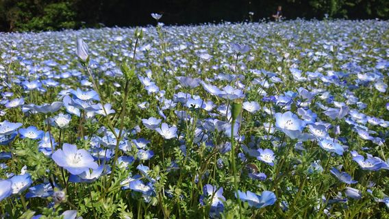 Kurihama Flower Park