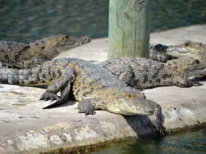 Crocodile Farm's Hummingbird Antigua