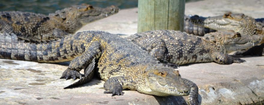 Crocodile Farm's Hummingbird Antigua