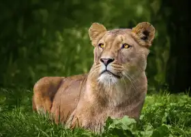 GaiaZOO