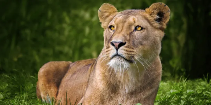 加亞公園凱爾克拉德動物園