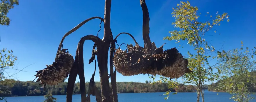 Lake James State Park