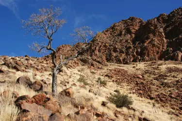 Karas