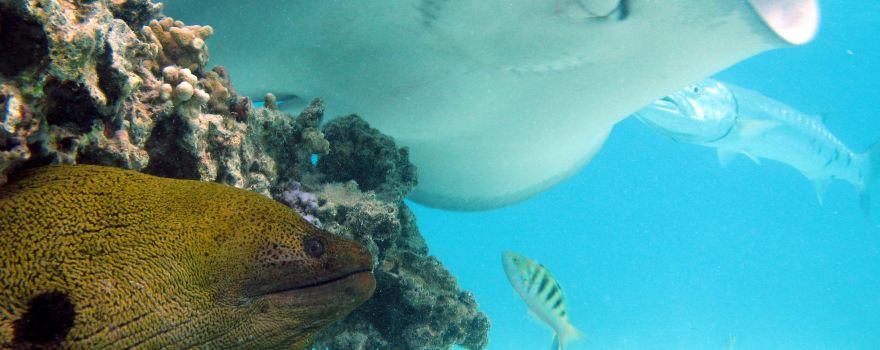 Aquablue Moorea Helmet Dive