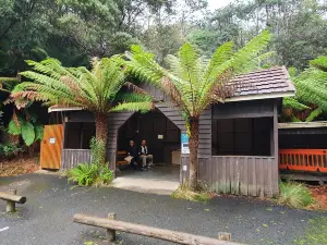 Mole Creek Caves