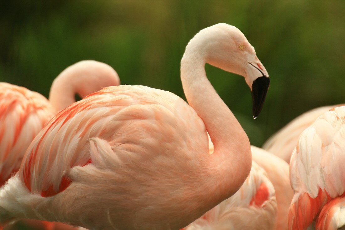WWT Martin Mere