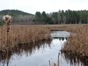 Holbrook Island Sanctuary