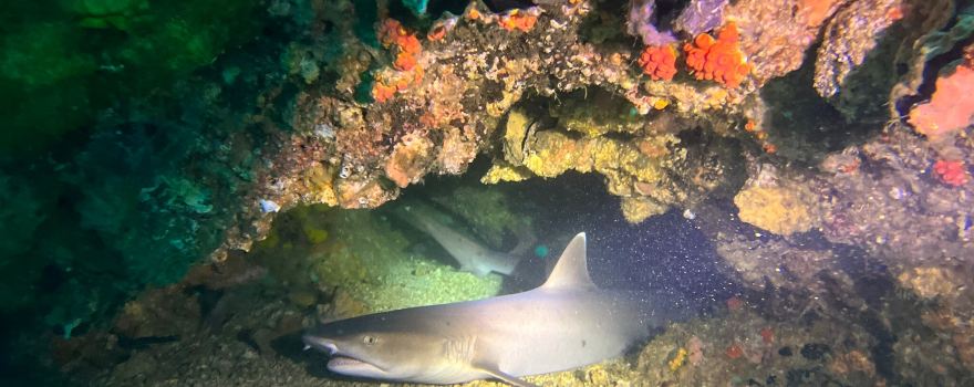 Thresher Shark Divers