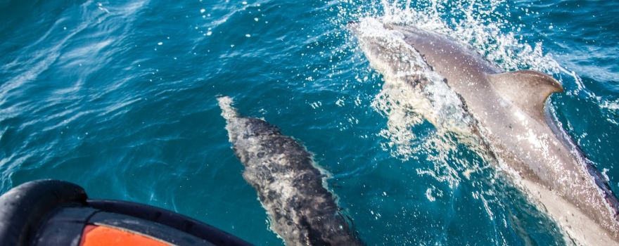 Padstow Sealife Safaris - Wildlife Watching Boat Trips Cornwall