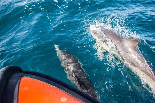 Padstow Sealife Safaris - Wildlife Watching Boat Trips Cornwall