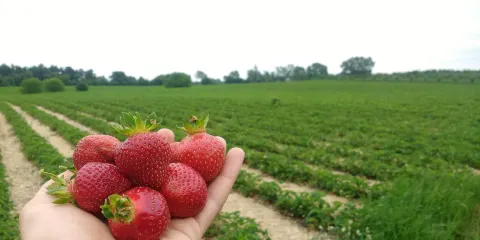 Apple Barn Orchard & Winery