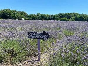 Lavender By the Bay