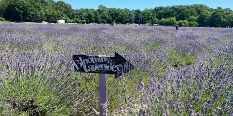 Lavender By the Bay