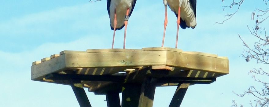 Sankt Peter-Ording