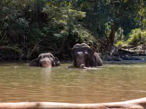The Elephant Freedom Project