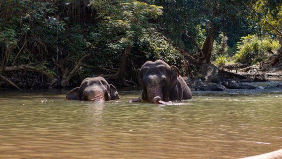 The Elephant Freedom Project