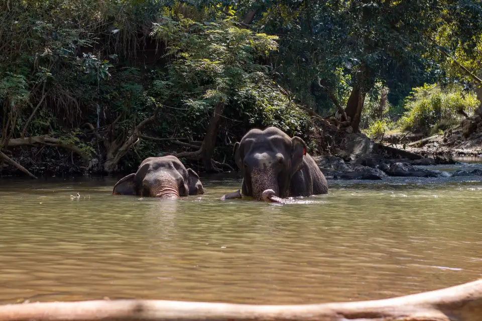 2_The Elephant Freedom Project