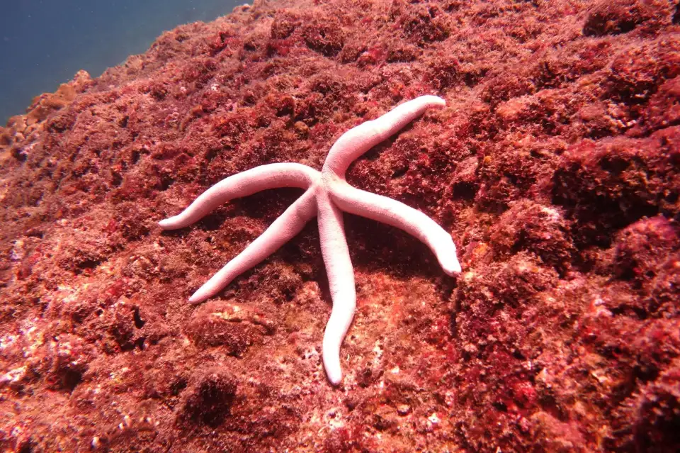 1_Scubaseb Diving Phuket