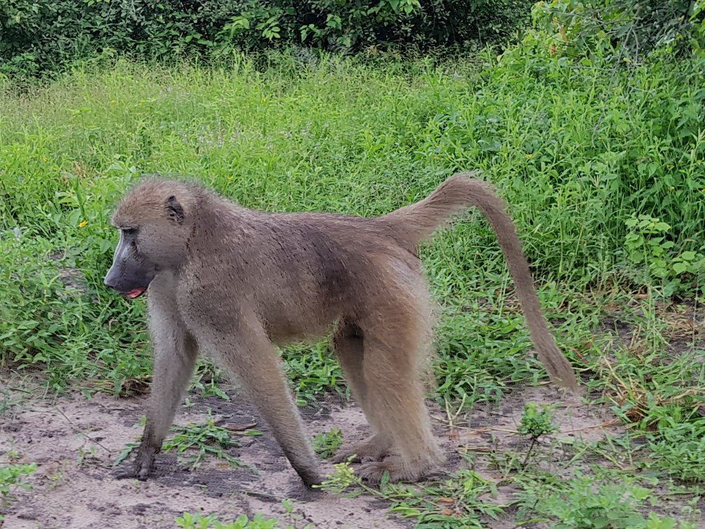Ngina Safaris