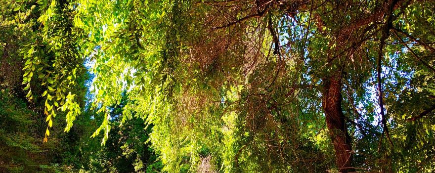 Laguna Lake Park