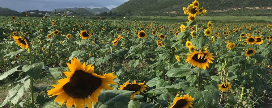 Finca El Girasol