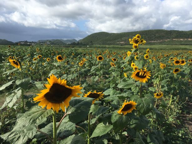 Finca El Girasol