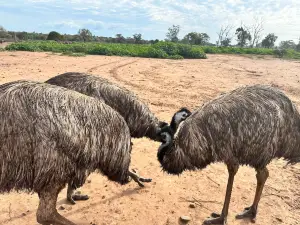Emu Logic