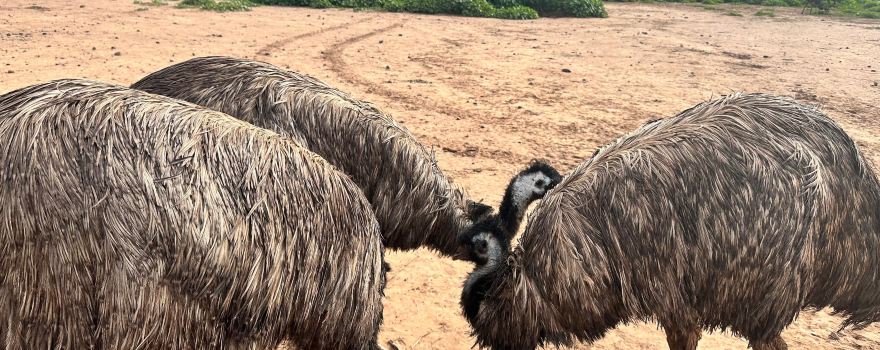 Emu Logic