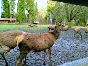 Wildpark