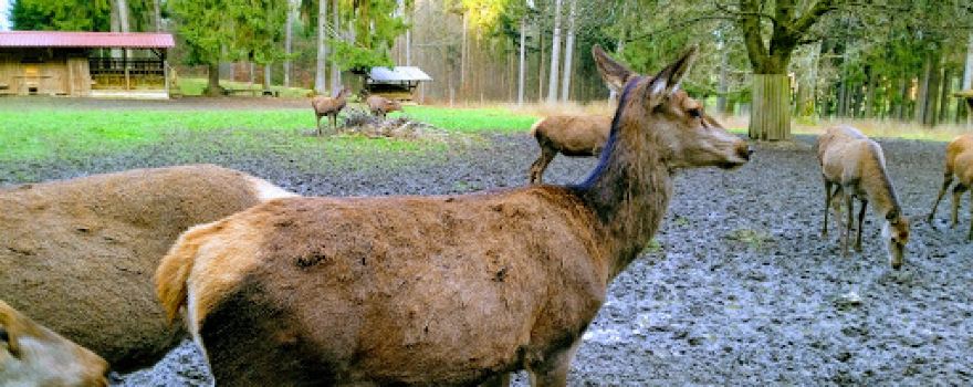 Wildpark
