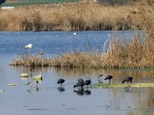 Bird Observatory in Laguna Navaseca