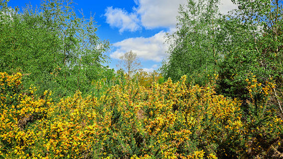 Greenham & Crookham Common Nature Reserve