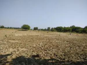 Majgawan Mango Garden Sikander Bojhi