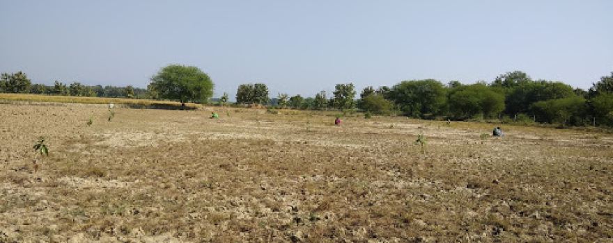 Majgawan Mango Garden Sikander Bojhi