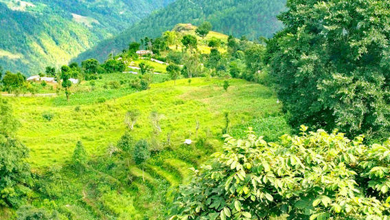 Champuja Greenery Park/Children Park