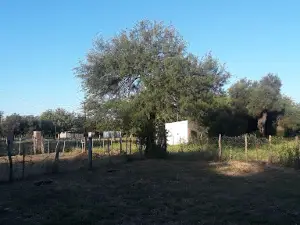"PLUMAS VERDES" by Pochy