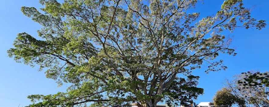 Los Robles Park