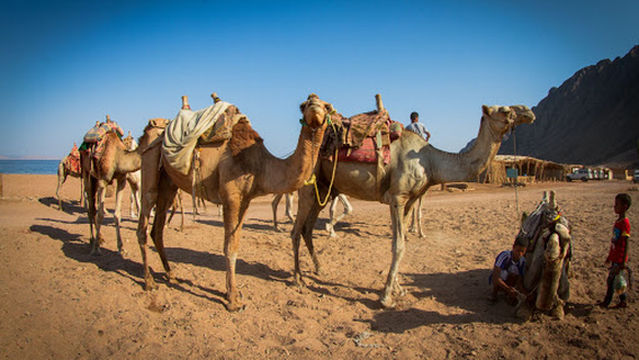 Red Sea Tribe - Dahab