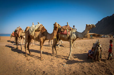 Red Sea Tribe - Dahab