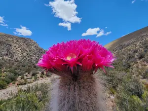 Inca Cueva