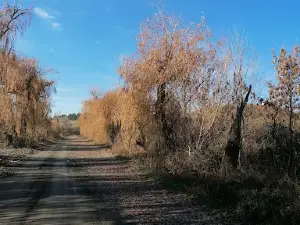 Pamyatnik "Pushka"