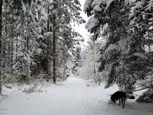 Hundewald Trappenkamp