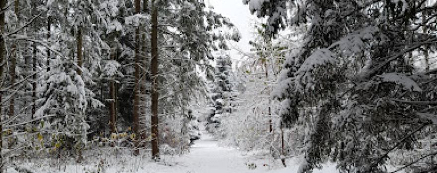 Hundewald Trappenkamp